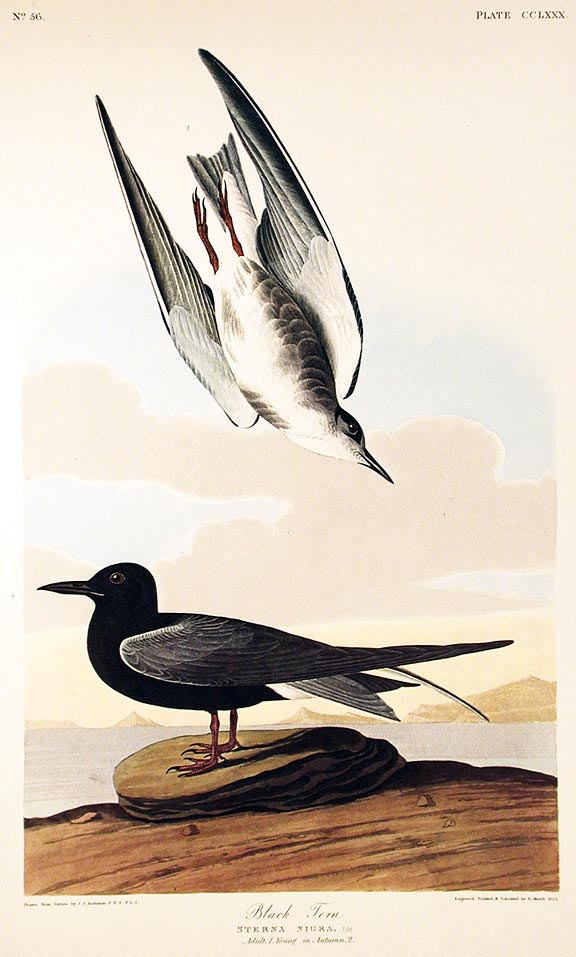 Item #7686 Black Tern. From "The Birds of America" (Amsterdam Edition). John James AUDUBON.