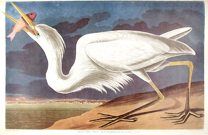 Item #7687 Great White Heron. From "The Birds of America" (Amsterdam Edition). John James AUDUBON.
