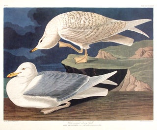 Item #7689 White-winged Silvery Gull. From "The Birds of America" (Amsterdam Edition). John James...