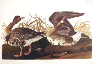 Item #7694 White-fronted Goose. From "The Birds of America" (Amsterdam Edition). John James AUDUBON