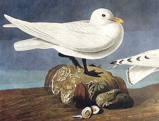 Ivory Gull. From "The Birds of America" (Amsterdam Edition)