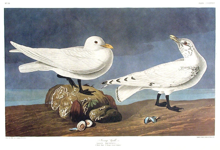 Item #7695 Ivory Gull. From "The Birds of America" (Amsterdam Edition). John James AUDUBON.