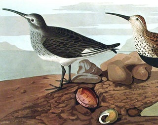 Red-backed Sandpiper. From "The Birds of America" (Amsterdam Edition)