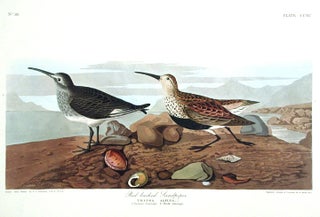 Item #7702 Red-backed Sandpiper. From "The Birds of America" (Amsterdam Edition). John James AUDUBON