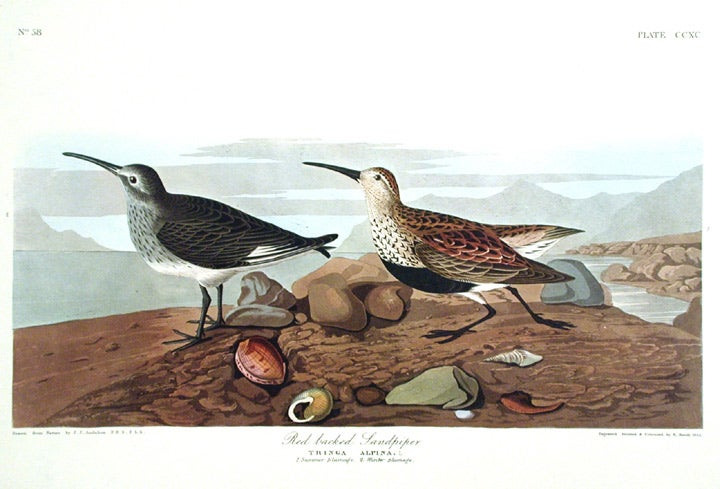 Item #7702 Red-backed Sandpiper. From "The Birds of America" (Amsterdam Edition). John James AUDUBON.