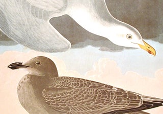 Herring Gull. From "The Birds of America" (Amsterdam Edition)
