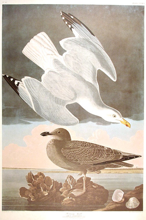 Item #7704 Herring Gull. From "The Birds of America" (Amsterdam Edition). John James AUDUBON.