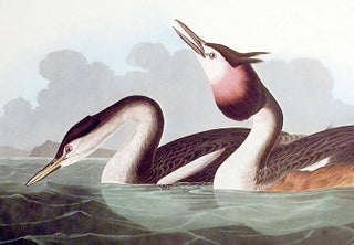 Crested Grebe. From "The Birds of America" (Amsterdam Edition)