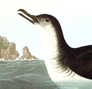 Manks Shearwater. From "The Birds of America" (Amsterdam Edition)