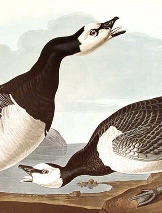 Barnacle Goose. From "The Birds of America" (Amsterdam Edition)