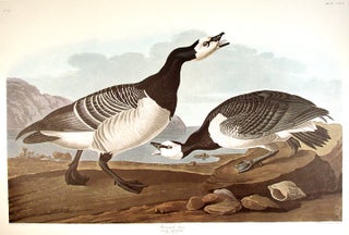 Item #7713 Barnacle Goose. From "The Birds of America" (Amsterdam Edition). John James AUDUBON