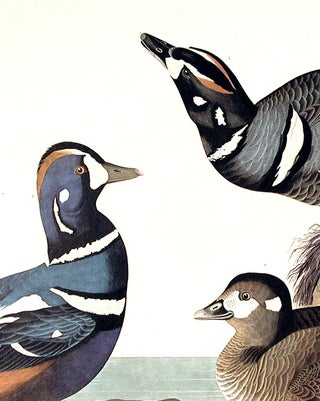 Harlequin Duck. From "The Birds of America" (Amsterdam Edition)
