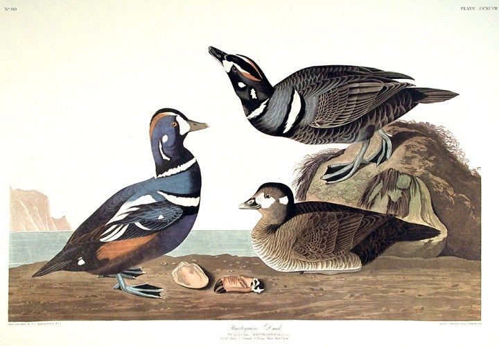 Item #7721 Harlequin Duck. From "The Birds of America" (Amsterdam Edition). John James AUDUBON.