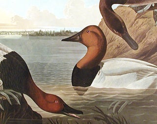 Canvas backed Duck. From "The Birds of America" (Amsterdam Edition)