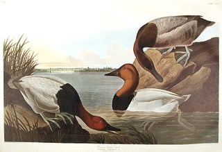 Item #7726 Canvas backed Duck. From "The Birds of America" (Amsterdam Edition). John James AUDUBON