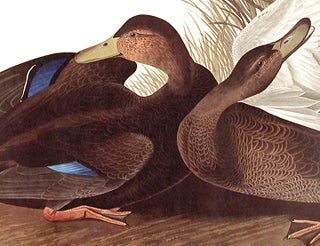 Dusky Duck. From "The Birds of America" (Amsterdam Edition)
