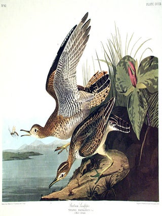 Item #7729 Bartram Sandpiper. From "The Birds of America" (Amsterdam Edition). John...