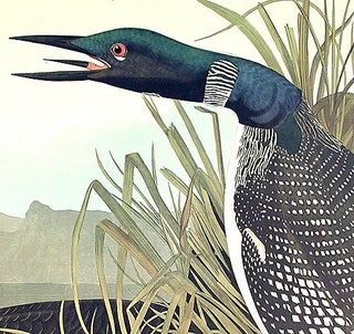 Great Northern Diver or Loon. From "The Birds of America" (Amsterdam Edition)