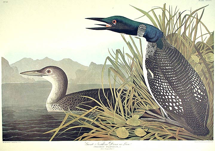 Item #7732 Great Northern Diver or Loon. From "The Birds of America" (Amsterdam Edition). John James AUDUBON.