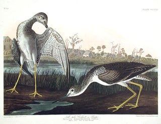 Item #7737 Tell-tale Godwit or Snipe. From "The Birds of America" (Amsterdam Edition). John James...