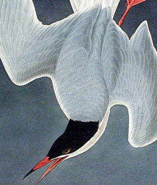 Great Tern. From "The Birds of America" (Amsterdam Edition)