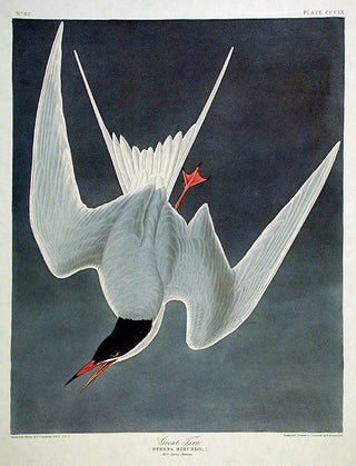 Item #7738 Great Tern. From "The Birds of America" (Amsterdam Edition). John James AUDUBON