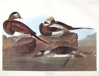 Item #7741 Long-tailed Duck. From "The Birds of America" (Amsterdam Edition). John James AUDUBON