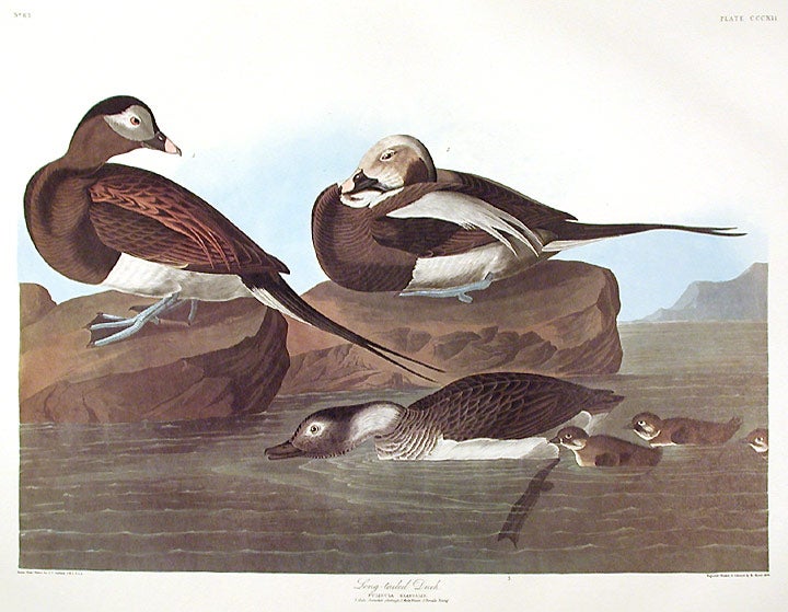 Item #7741 Long-tailed Duck. From "The Birds of America" (Amsterdam Edition). John James AUDUBON.