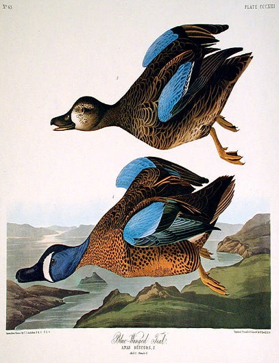 Item #7744 Blue-Winged Teal. From "The Birds of America" (Amsterdam Edition). John James AUDUBON.