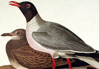 Black-headed Gull. From "The Birds of America" (Amsterdam Edition)