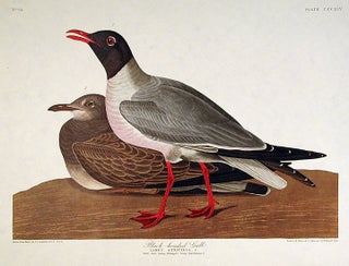 Item #7745 Black-headed Gull. From "The Birds of America" (Amsterdam Edition). John James AUDUBON