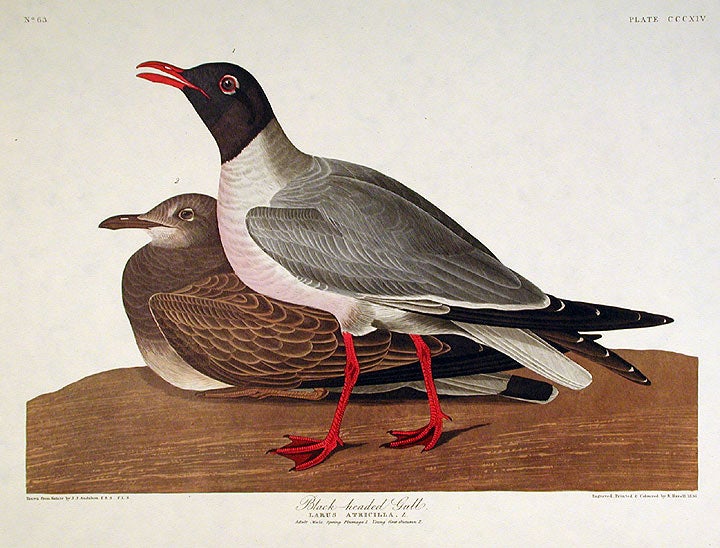 Item #7745 Black-headed Gull. From "The Birds of America" (Amsterdam Edition). John James AUDUBON.