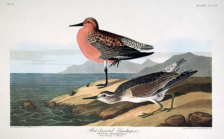 Item #7746 Red-breasted Sandpiper. From "The Birds of America" (Amsterdam Edition). John James AUDUBON.