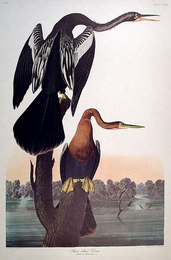 Item #7747 Black-bellied Darter. From "The Birds of America" (Amsterdam Edition). John James AUDUBON.