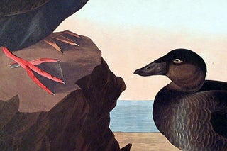 Black or Surf Duck. From "The Birds of America" (Amsterdam Edition)