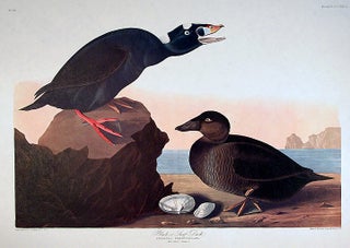 Item #7748 Black or Surf Duck. From "The Birds of America" (Amsterdam Edition). John James AUDUBON