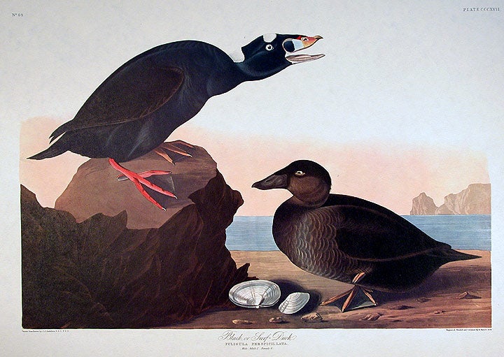 Item #7748 Black or Surf Duck. From "The Birds of America" (Amsterdam Edition). John James AUDUBON.