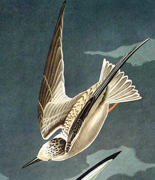 Lesser Tern. From "The Birds of America" (Amsterdam Edition)