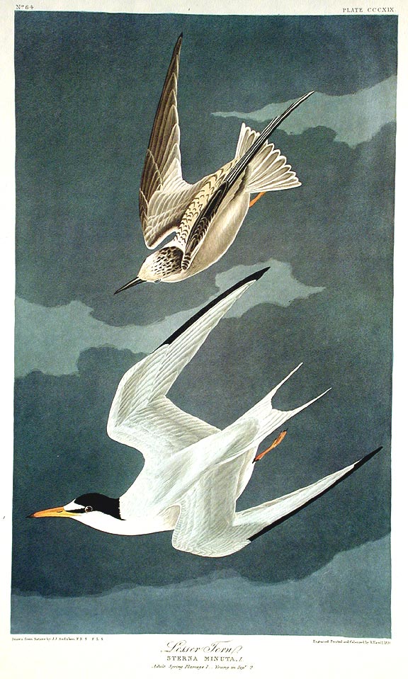 Item #7753 Lesser Tern. From "The Birds of America" (Amsterdam Edition). John James AUDUBON.