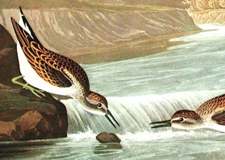 Little Sandpiper. From "The Birds of America" (Amsterdam Edition)