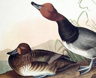 Red-headed Duck. From "The Birds of America" (Amsterdam Edition)