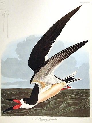 Item #7772 Black Skimmer or Shearwater. From "The Birds of America" (Amsterdam...