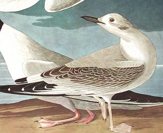 Bonapartian Gull. From "The Birds of America" (Amsterdam Edition)