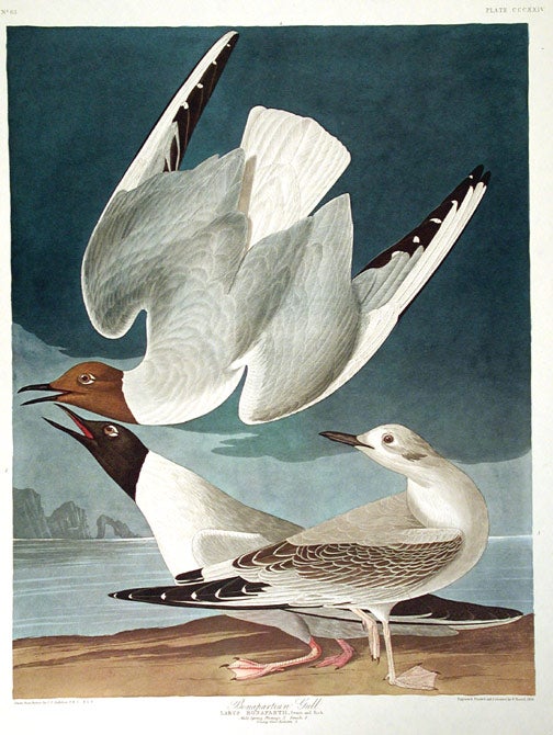 Item #7773 Bonapartian Gull. From "The Birds of America" (Amsterdam Edition). John James AUDUBON.