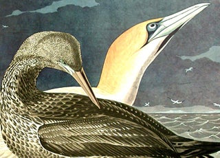 Gannet. From "The Birds of America" (Amsterdam Edition)