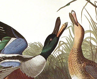 Shoveller Duck. From "The Birds of America" (Amsterdam Edition)