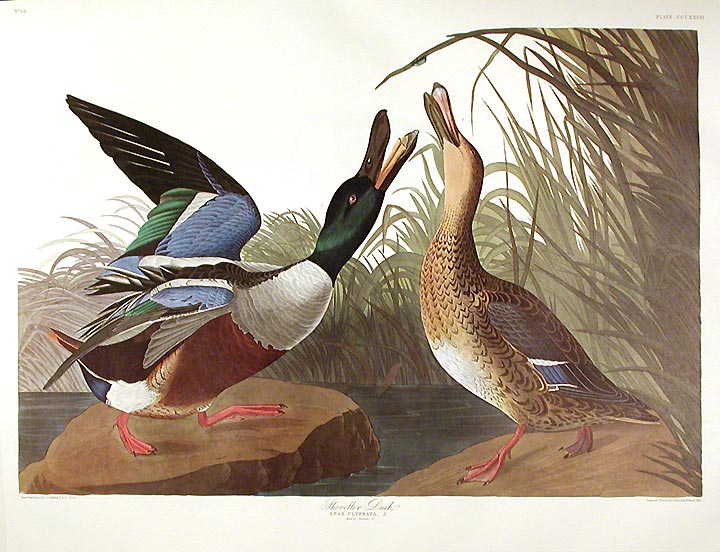 Item #7776 Shoveller Duck. From "The Birds of America" (Amsterdam Edition). John James AUDUBON.