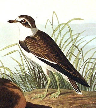Ring Plover. From "The Birds of America" (Amsterdam Edition)