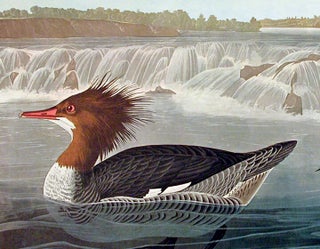 Goosander. From "The Birds of America" (Amsterdam Edition)