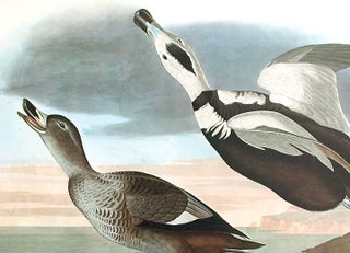 Pied Duck. From "The Birds of America" (Amsterdam Edition)